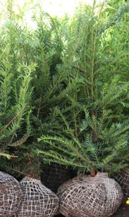 Taxus bac.