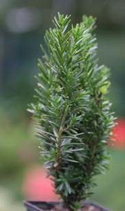 Taxus hillii