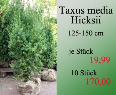 Taxus media Hicksii