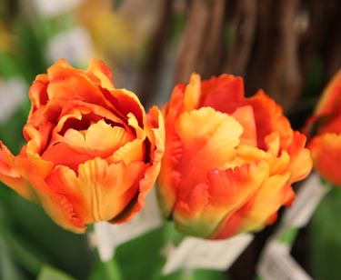 Bromelie