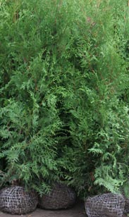 Thuja brabant