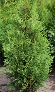 Thuja brabant