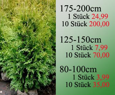 Thuja Brabant