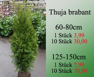 Thuja brabant