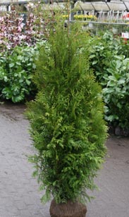 Thuja Brabant