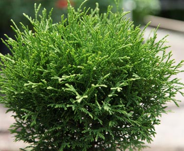 Thuja-Kugel