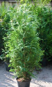 Thuja plicata