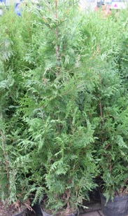 Thuja plicata