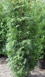 Thuja plicata