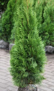 Thuja Smaragd
