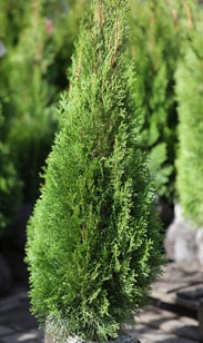Thuja Smaragd