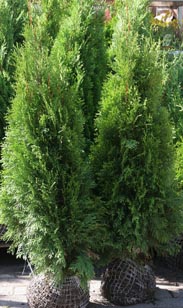 Thuja Smaragd