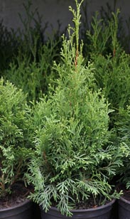 Thuja Smaragd