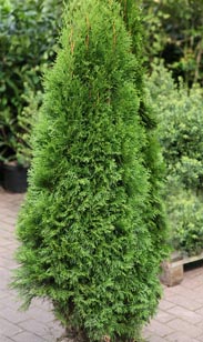 Thuja Smaragd