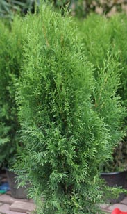 Thuja Smaragd