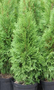 Thuja Smaragd