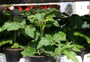 Tomaten-Pflanze