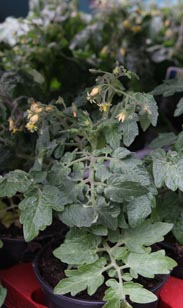 Tomaten-Pflanze