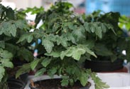 Tomaten Pflanze
