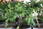Tomaten Pflanze