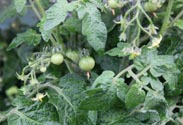 Tomaten Pflanze