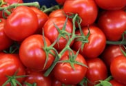 Tomaten