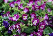Torenia