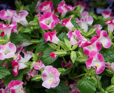 Torenia