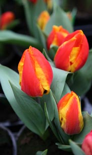 Tulpe