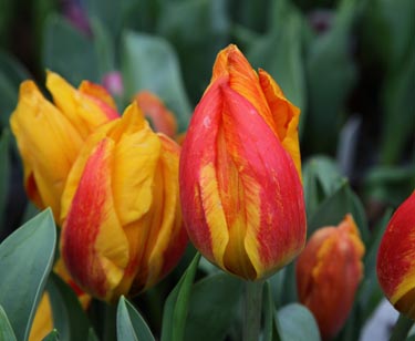 Tulpe