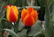 Tulpe