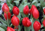 Tulpe