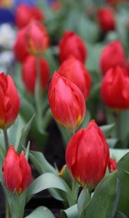 Tulpe