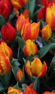 Tulpe