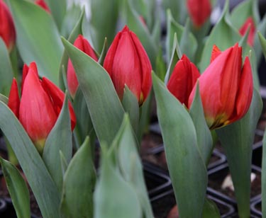 Tulpe