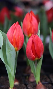 Tulpe