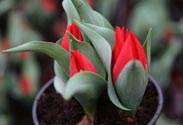Tulpe