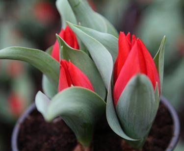 Tulpe