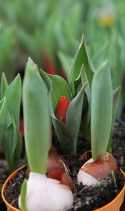 Tulpen - 3 Zwiebeln