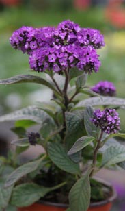 Vanilleblume