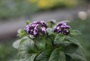 Vanilleblume
