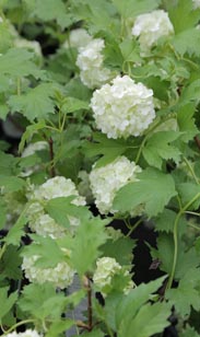 Viburnum Opulus rosea