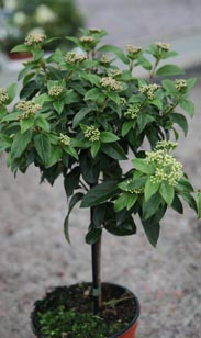 Viburnum-Stämmchen