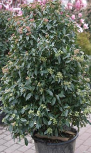 Lonicera