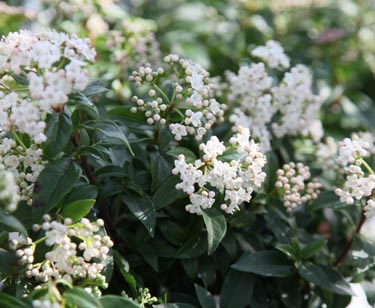 Viburnum tinus
