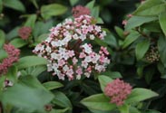 Viburnum