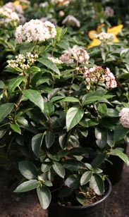 Viburnum Tinus