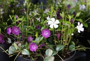 Vinca