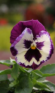 Violen