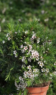 Wachsflower